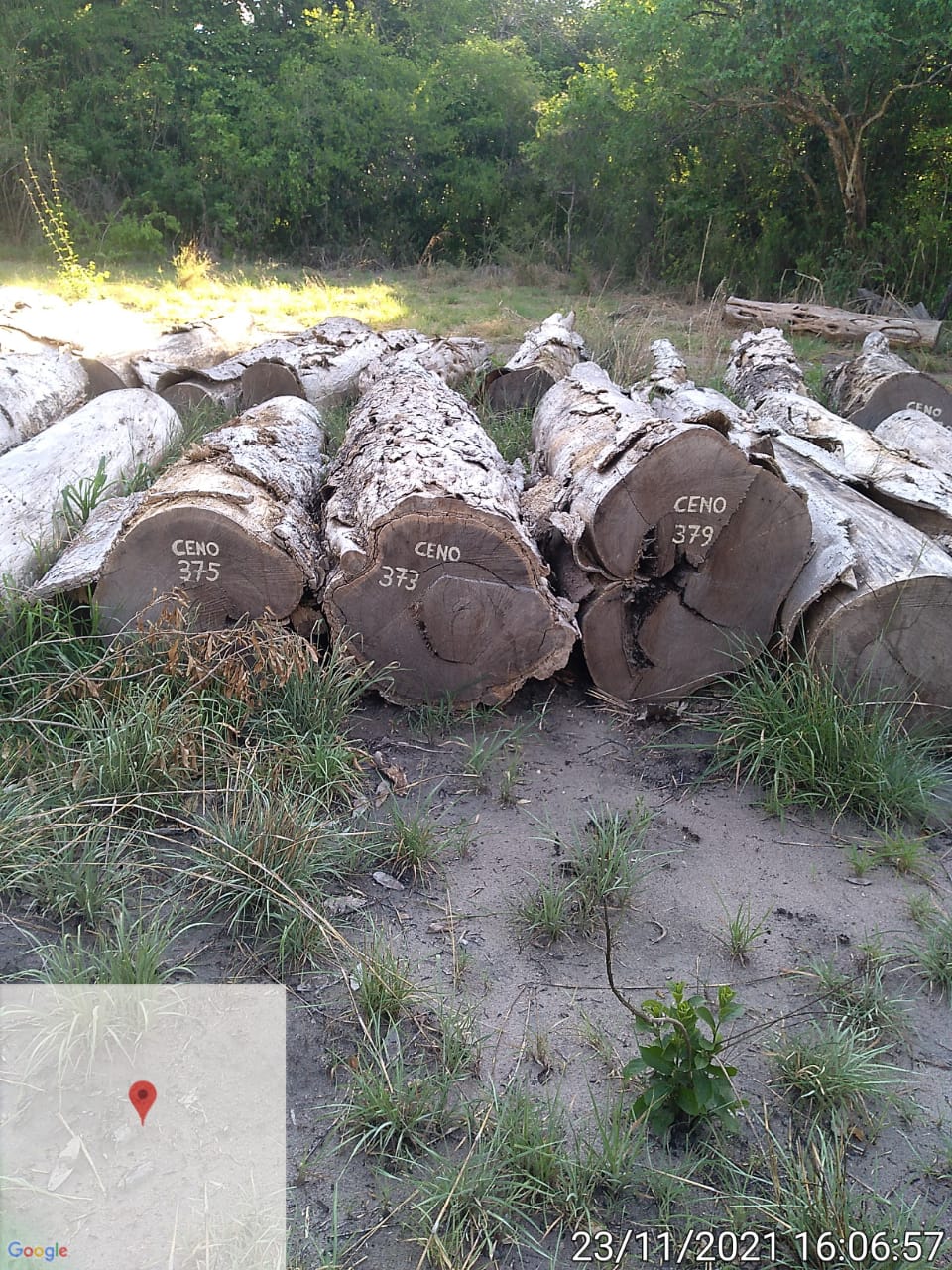 Aumento de Crimes Ambientais em Gorongosa: Uma Preocupação Crescente