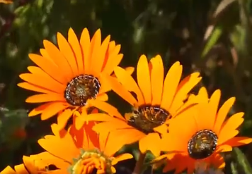 Abertura da Temporada de Flores na Costa Oeste da África do Sul