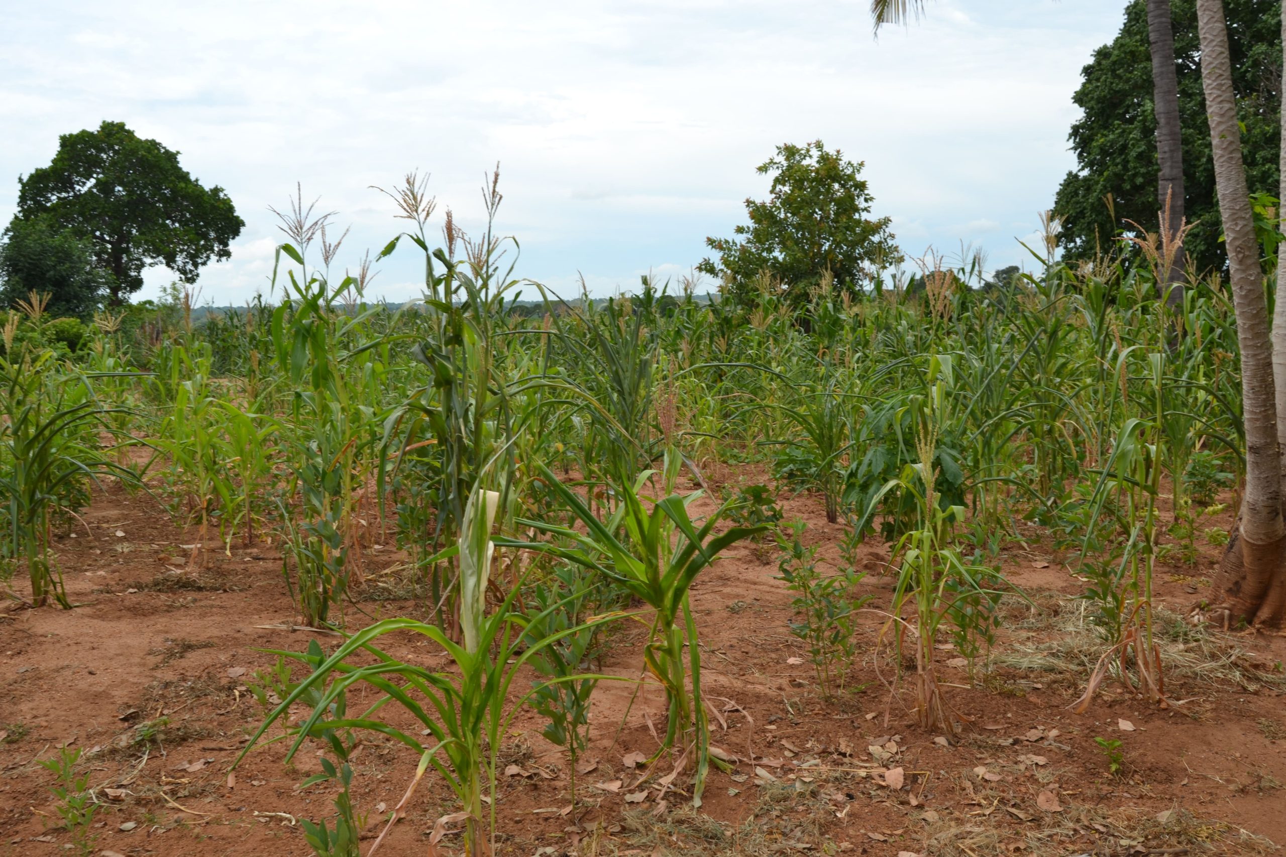 Memba em Alerta: Possível Seca Moderada Ameaça a Produção Agrícola