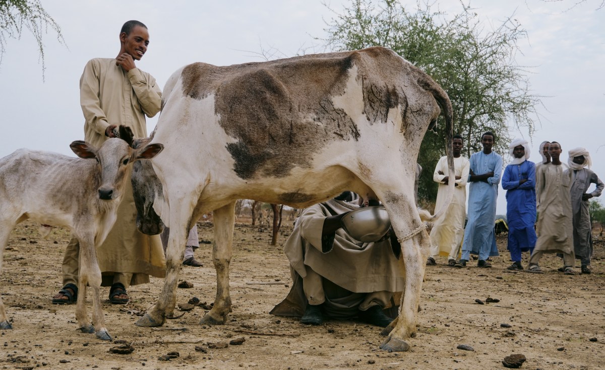 Iniciativa de Restauração da ONU Alimenta 4 Milhões no Sahel