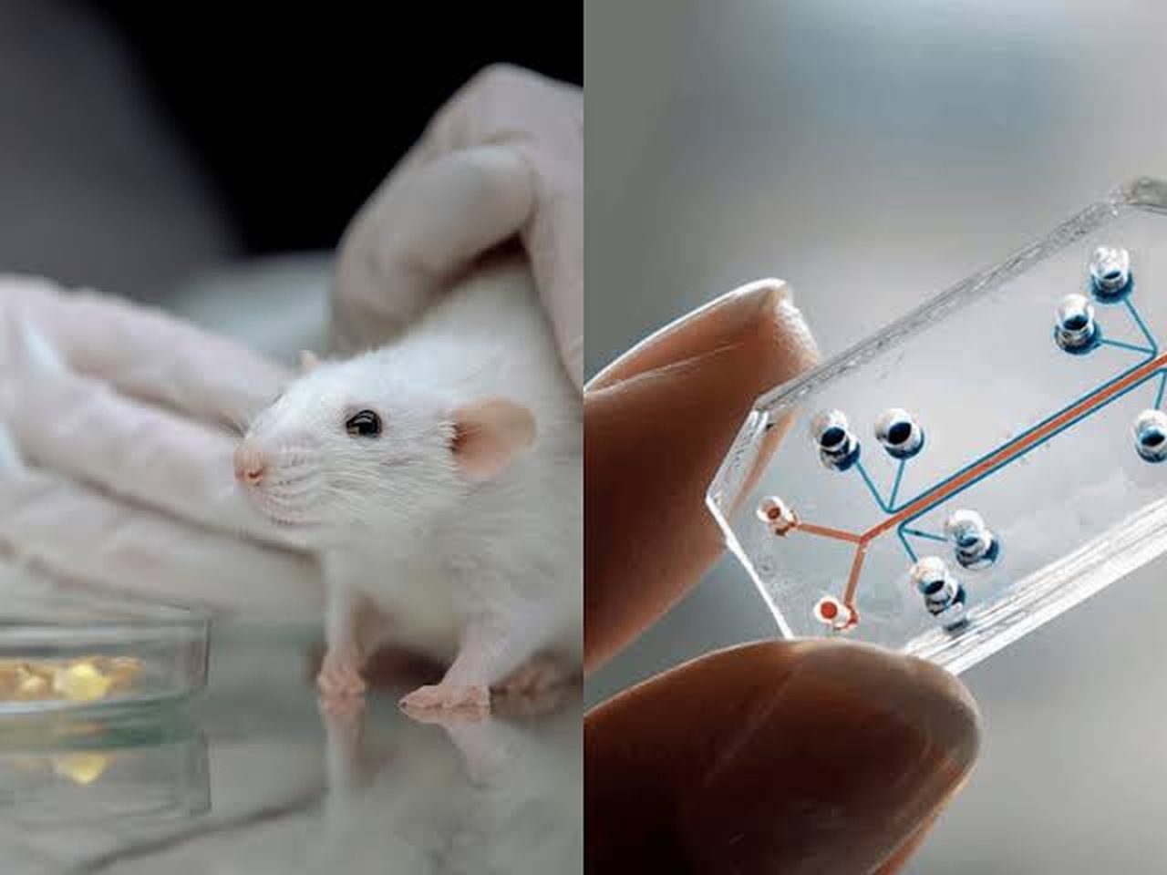 Inovação na Biotecnologia: Plataforma da Vivodyne Promete Reduzir Uso de Animais em Testes Farmacêuticos