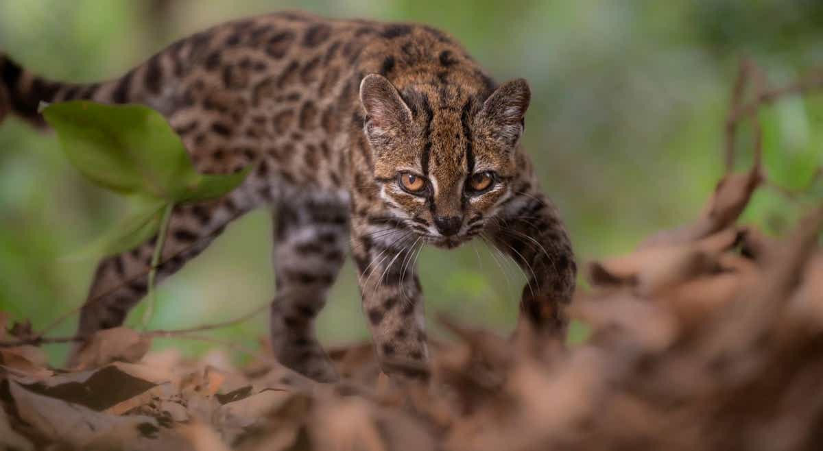 Descoberta de Novo Felino na Bolívia: Leopardus tilcayo