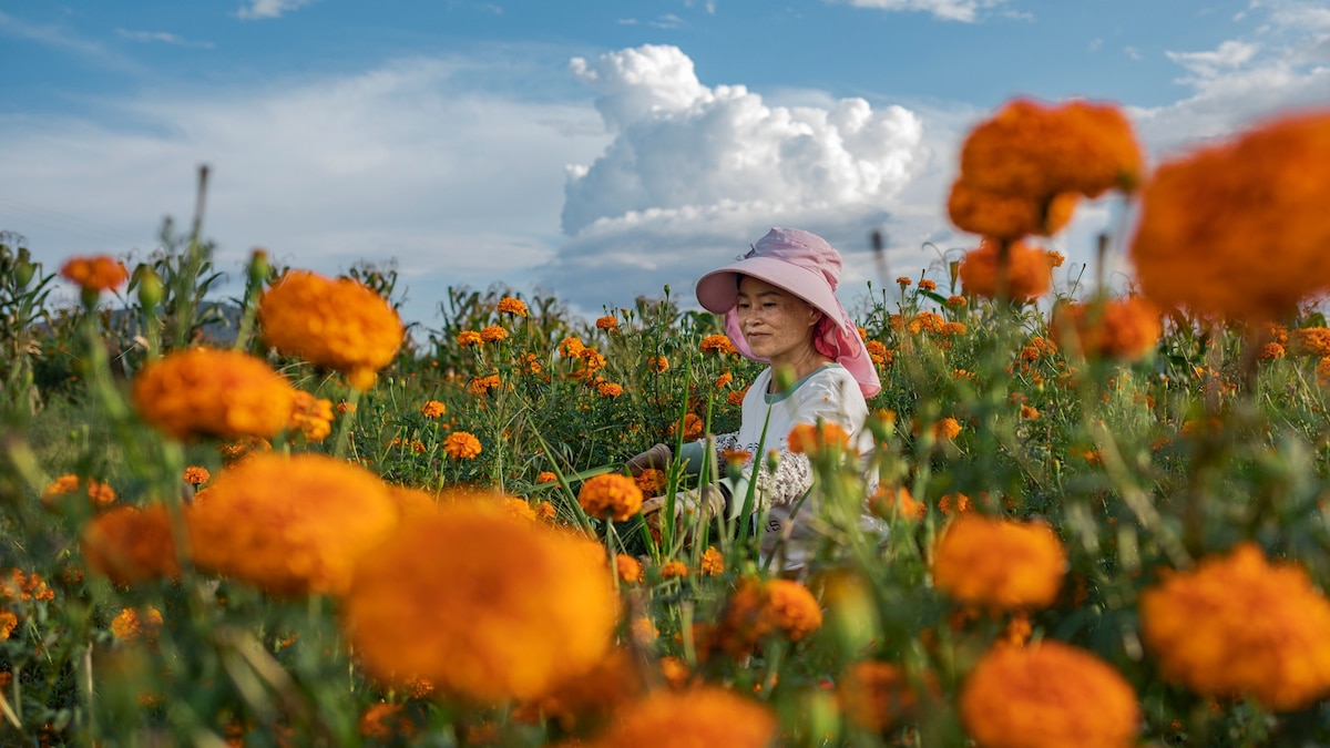 A Riqueza Cultural de Yunnan: A Resistência das Tradições Face à Modernidade